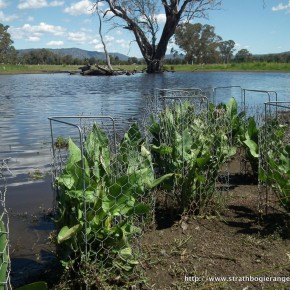 Alan Neander's wetland with recently planted Water Plantain.