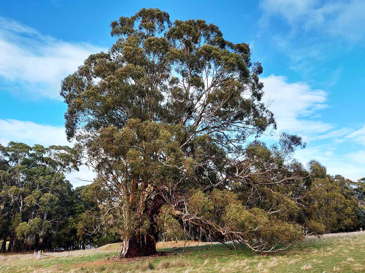 Finding our ancient eucalypts in grassy woodland country
