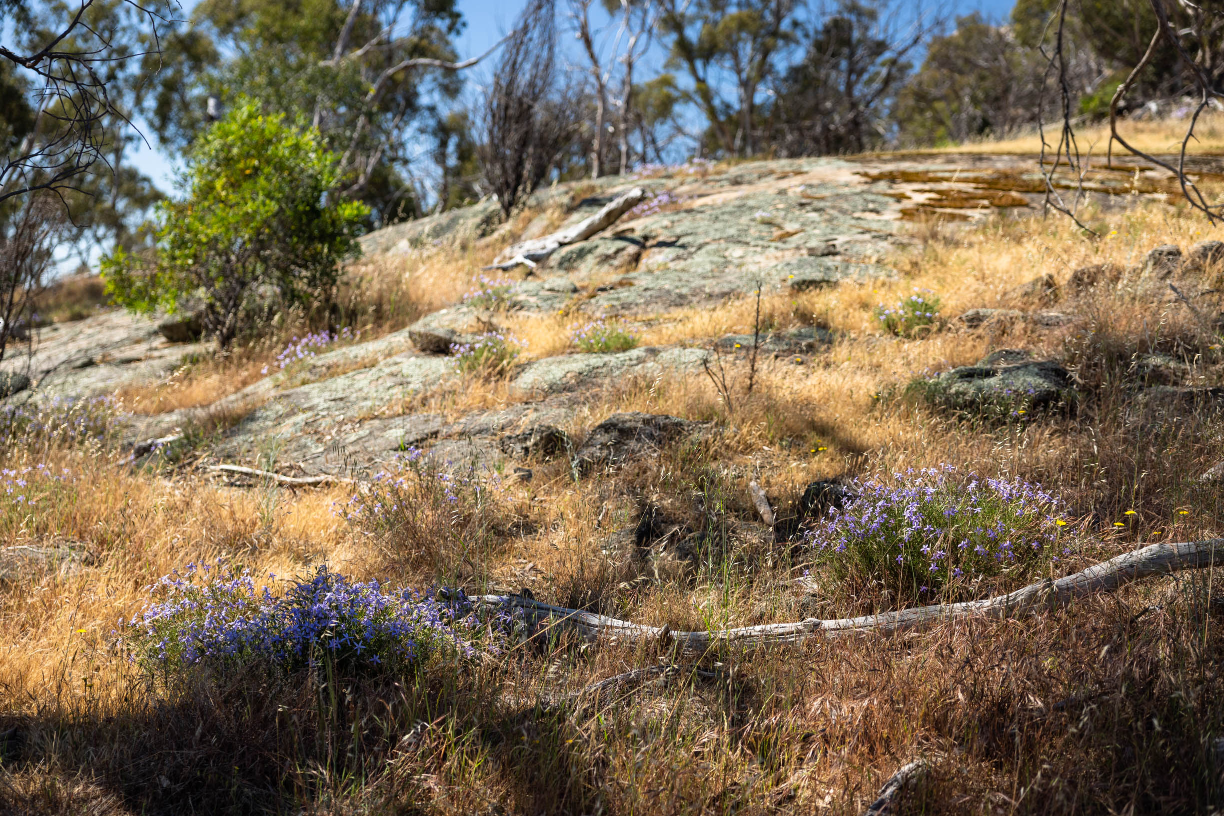 Lost Reserves of the Strathbogie Ranges – Monea South Bushland Reserve