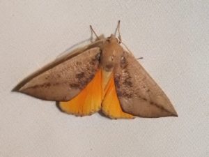 SRCMN Strathbogie Moth Night