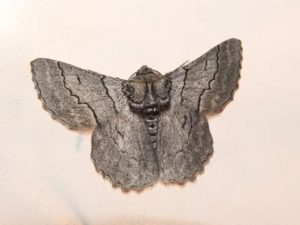 SRCMN Strathbogie Moth Night