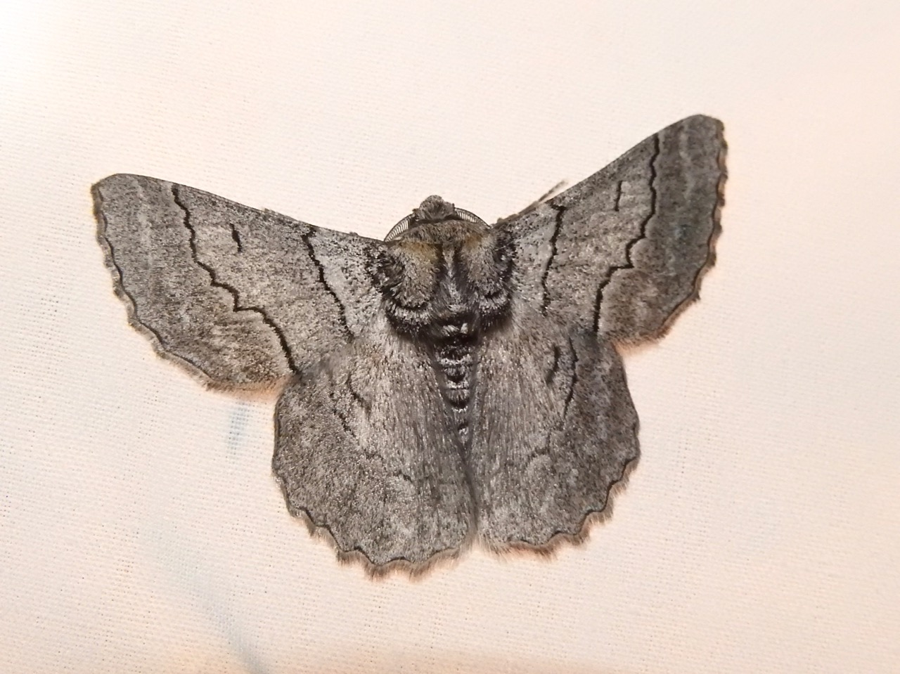 Strathbogie Forest Moth Night