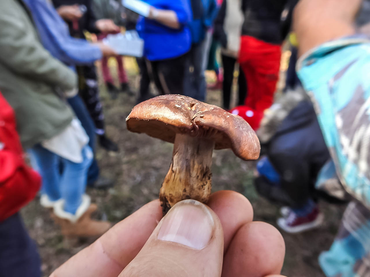 Fungi Festival – Local Fungal Curiosities Workshop with Alison Pouliot