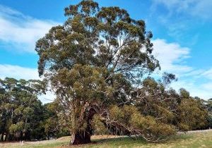 Anceint-Eucalypt-Tree-Strathbogie
